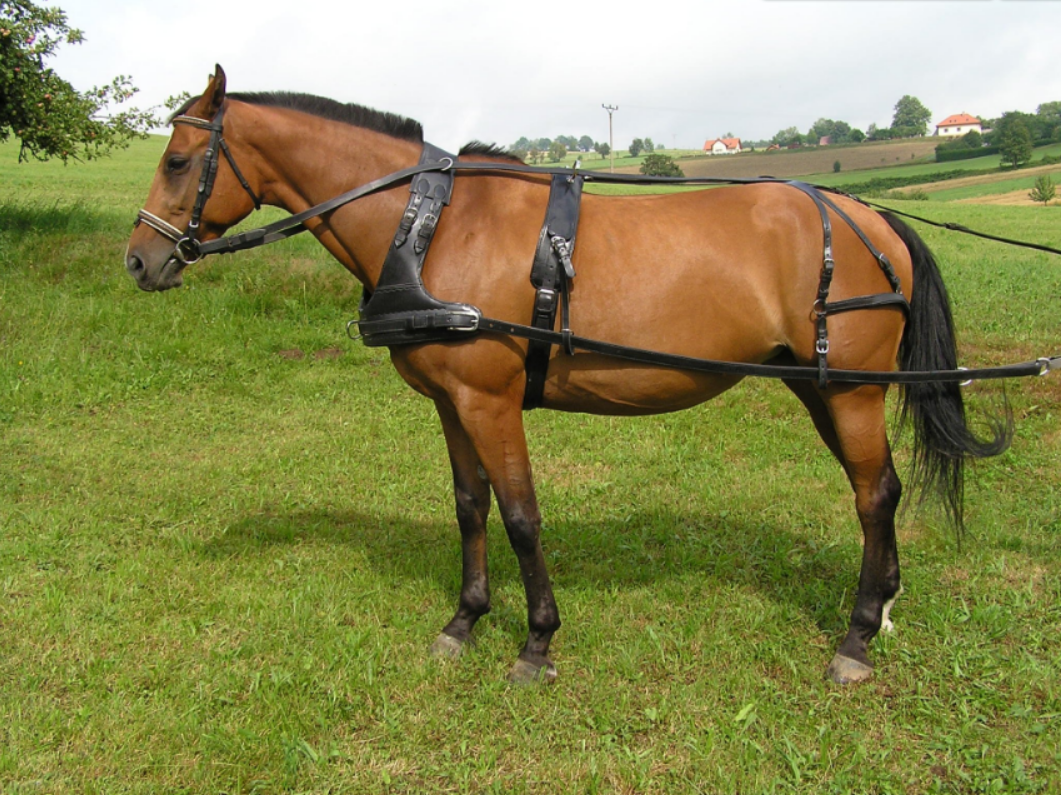 Kůň jako nejlepší přítel člověka