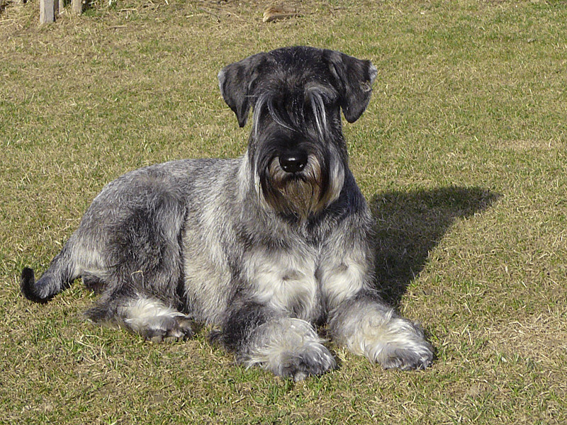 I chlupatí miláčci potřebují kadeřníka