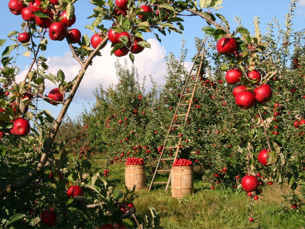 Zahrada má své kouzlo i v zimě