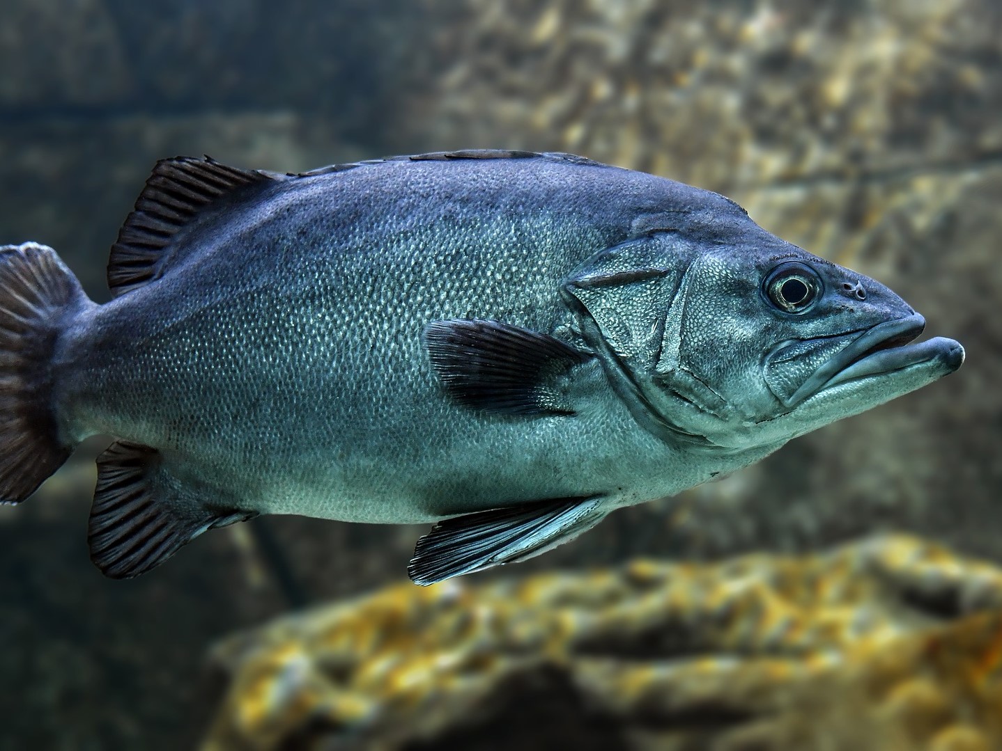 Prodej živých ryb po celý rok