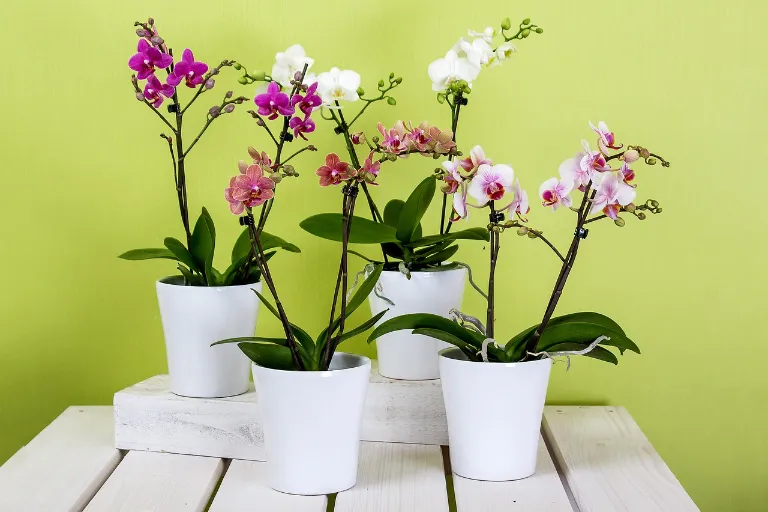 Přesazení orchideje bez stresu – vaše květina vám poděkuje